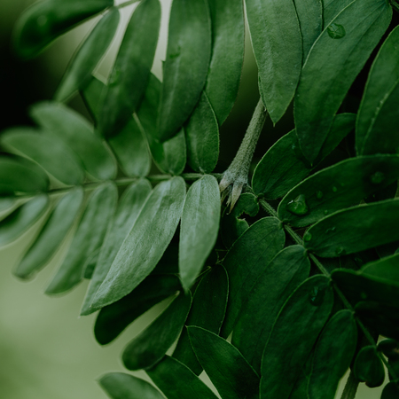 Closeup shot of tropical green leaves plants. Macro shot. Summer background 