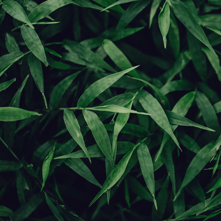 Closeup shot of tropical green leaves plants. Macro shot. Summer background の写真素材