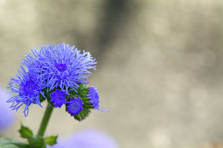 Nice flower with violet blossom with blurred background.の写真素材