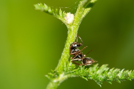 Small black ant resting in the grass.の写真素材