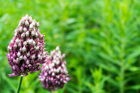 Flower with nice violet blossom and green blurred background.の写真素材