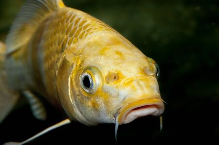 Nice head of yellow carp with black background.の写真素材