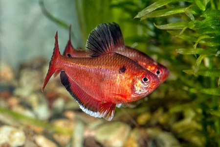 Tropical freshwater aquarium fish from genus Hyphessobrycon.の写真素材