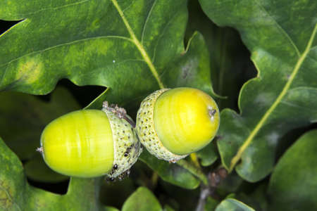 Nice green acorns on which the ants.の写真素材