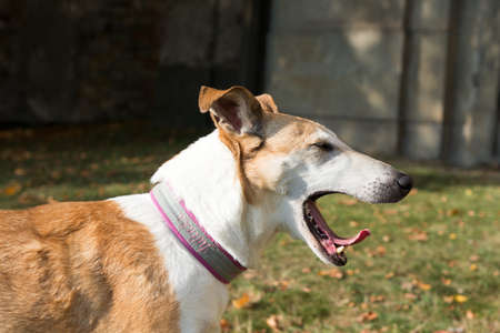 Yawning dog portrait with green background.
