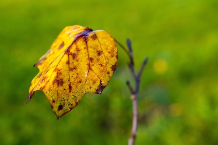 Colored leaf with blurred green background.の写真素材