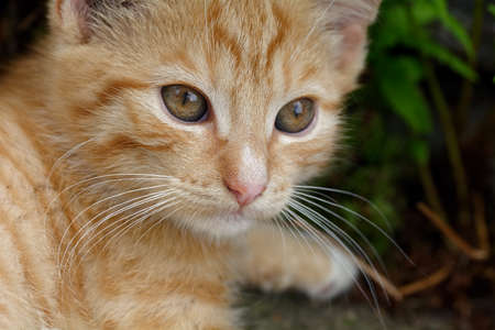Nice portrait of rusty kitten with nice eyes.の写真素材