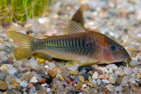 Corydoras fish on the bottom and in the aquarium.の写真素材