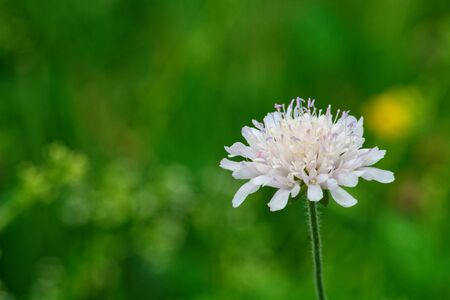 White blossom on the nice blurred green background.の写真素材