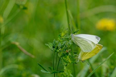 White and yellow mating buterflies with blurred green background.