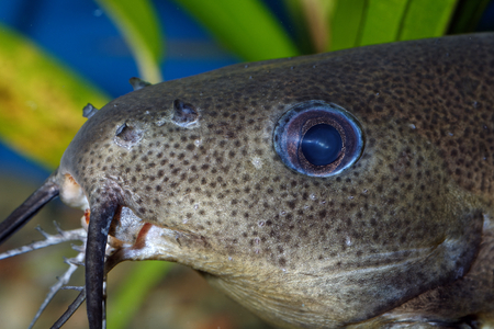 Nice detail of catfish head of genus Synodontis.
