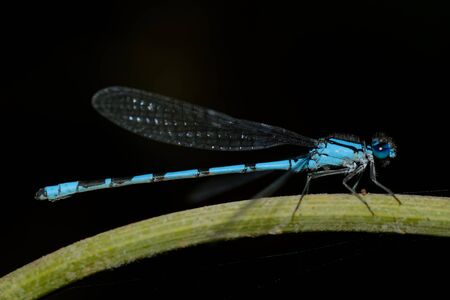 Nce blue dragonfly on a green flower stem.