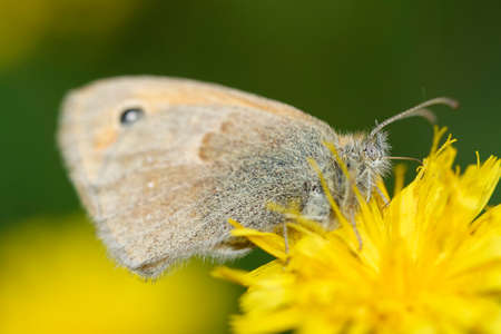 Detailed macro of butterfly on the yellow flower.