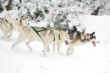 Dog sled running in winter wood.の写真素材