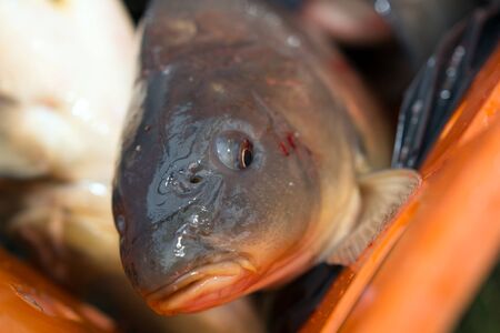 Detail of carp head in orange bowl.