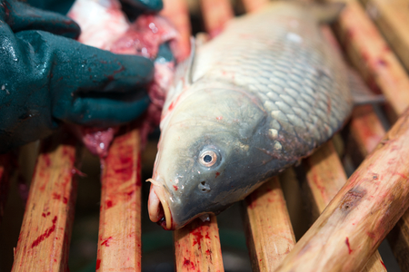 Fisherman cutting carp on wood table.の写真素材