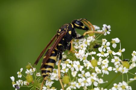 Wasp sitting on a white flower with a blurred green background.の写真素材