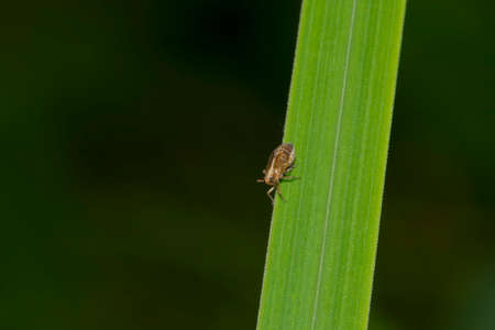 Nice brown beetle on green grass.の写真素材