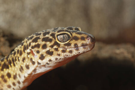 Detail of leopard gecko on a brown background.