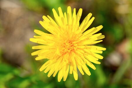 Macro of yellow flower with nice blurred background.