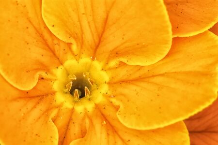Nice detailed view of an orange flower.の写真素材