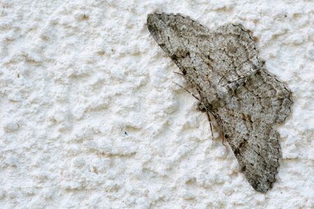Gray moth sitting on a white wall.の写真素材