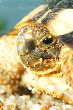 Detailed portrait of turtle in terarium.の写真素材