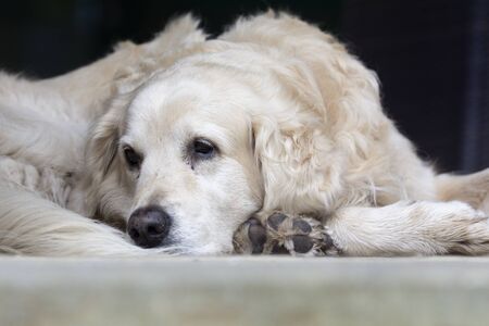 White dog lying on the floor.の写真素材