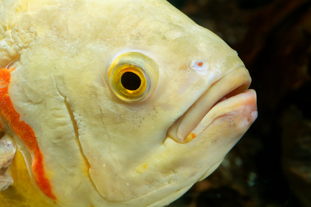 Portrait of cichlid fish from genus Astronotus in the aquarium.