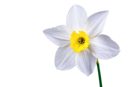Nice white daffodil with yellow center on a white background.の写真素材