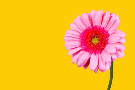 Nice pink flower on a yellow background.の写真素材