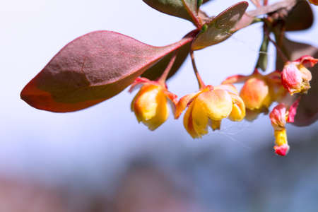 Yellow flower with red leaf and blurred background.の写真素材