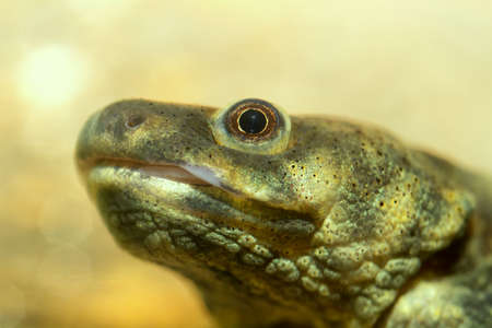 Detailed view of head of salamander.の写真素材
