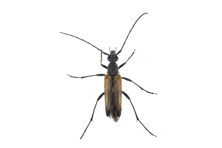 Black beetle from family Cerambycidae.の写真素材