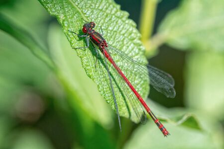 Red dragonfly sitting on the leaf of plantの写真素材