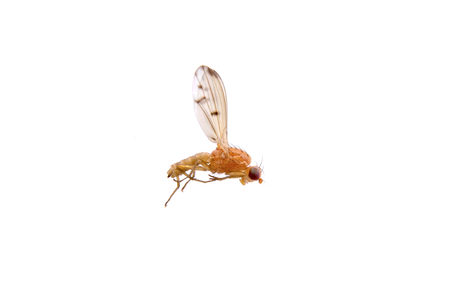Lying orange fly isolated on a white backgroundの写真素材