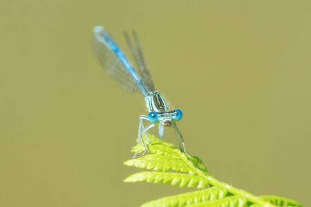 Blue dragonfly sitting on a leaf ferns with background blurの写真素材