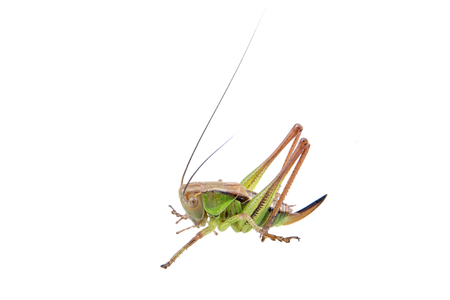 Green brown grasshopper isolated on a white backgroundの写真素材