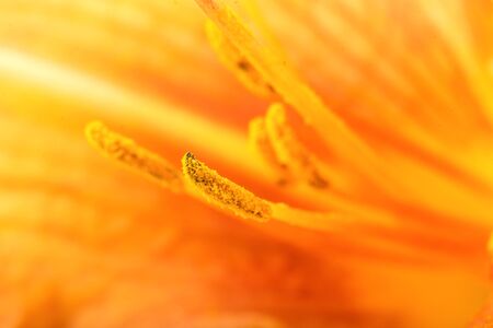 Orange lilly colorful abstract background with detailed pistilsの写真素材