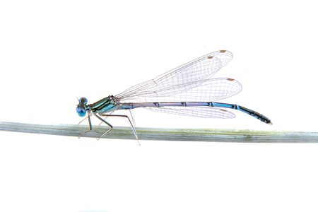 Blue dragonfly sitting on a straw isolated on a white backgroundの写真素材