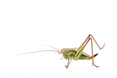 Green brown grasshopper isolated on a white backgroundの写真素材