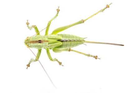 Green grasshopper isolated on a white backgroundの写真素材
