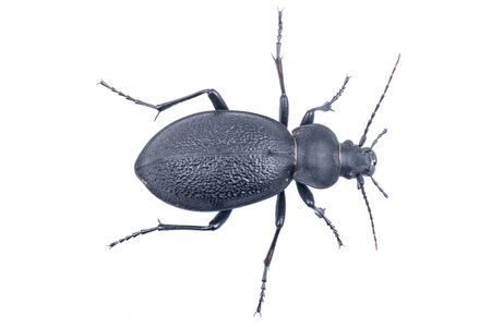 Black bug isolated on a white backgroundの写真素材