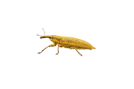 Yellow bug isolated on a white backgroundの写真素材