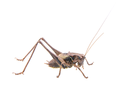 Cricket isolated on a white backgroundの写真素材