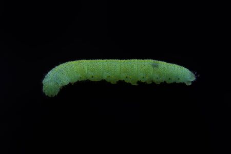 Green caterpillar isolated on a black backgroundの写真素材