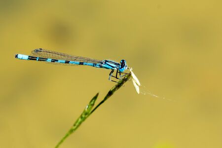 Blue dragonfly sitting on a green blade of grass