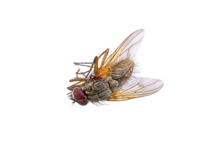 Brown fly isolated on a white background