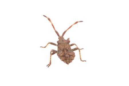 Brown Dock Bug isolated on a white background