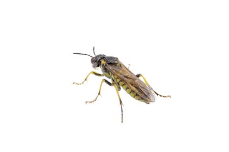 Black insect isolated on the white backgroundの写真素材